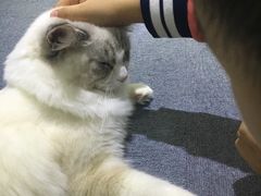 -喵的天空名猫咖啡馆·撸猫·猫舍·用品