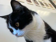 -有喵·猫咖·狗咖·30几只猫10只小狗(岗厦店)