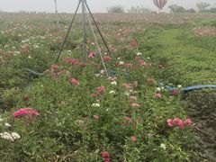 -歌斐颂巧克力小镇