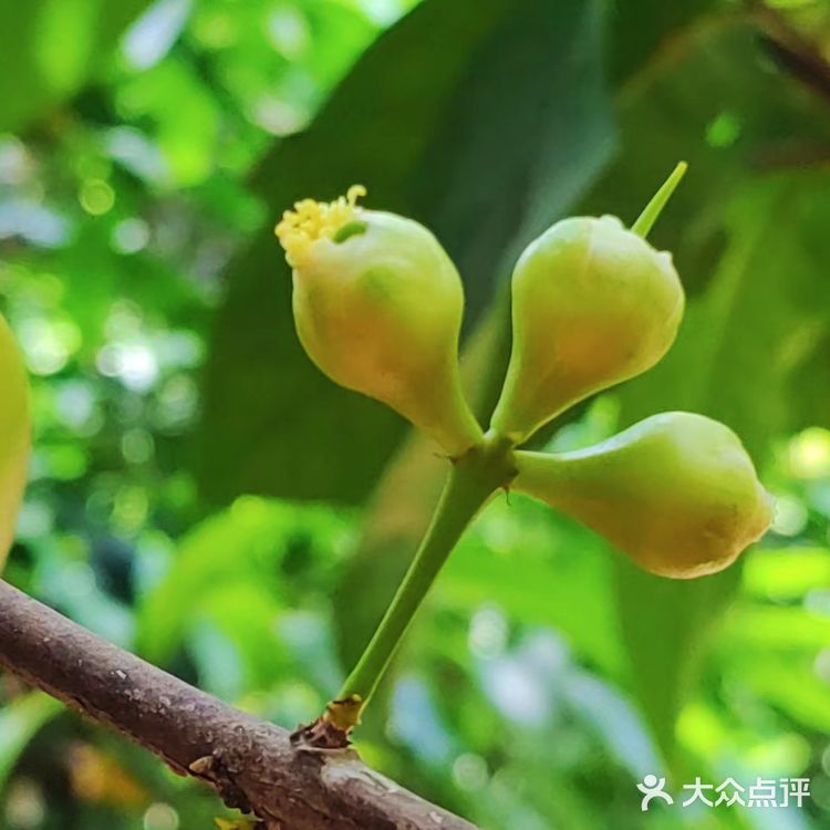 果园秘境小探险