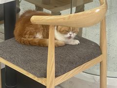 -喵园·猫主题咖啡厅·撸猫·猫咖(国贸店)