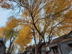 -北京国子监胡同