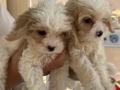 -翊宠yipet猫狗购宠庄园犬舍•猫舍