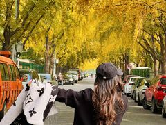 -三里屯东五街银杏大道