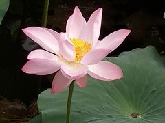 -荷塘月色湿地公园·向阳花洲