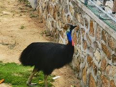 -西霞口神雕山野生动物世界