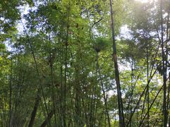 -广州市流溪河国家森林公园