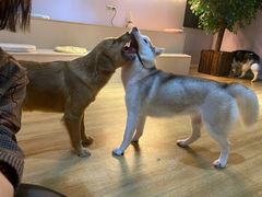 -Husky Go! 哈士奇体验馆·宠物咖啡厅狗咖