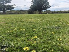 -Dooley's Premium Ice Cream