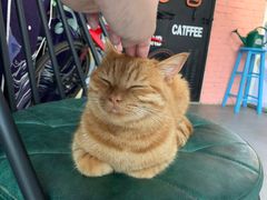 -喵屿·大理花园猫咖