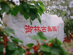-御林古桑园