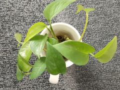 -百合酒店-香榭里自助餐厅