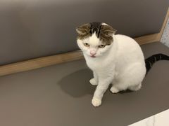 -喵园·猫主题咖啡厅·撸猫·猫咖(国贸店)