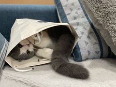 -猫大福·Fortune Cat猫舍(百子湾店)