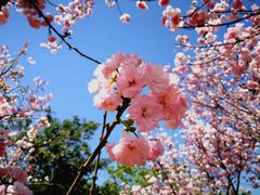 -天适樱花悠乐园