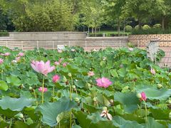 -大望京公园