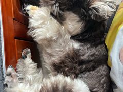 -宠福鑫康馨动物医院·骨科·眼科