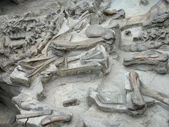 -自贡恐龙博物馆