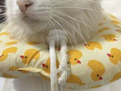 -谐和贝康宠物医院24小时·宠保定点(急重症转诊中心)