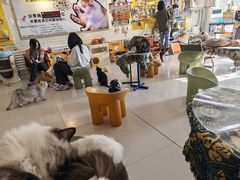 -平行世界·猫咖(首经贸店)