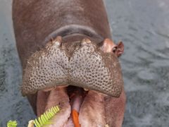 -海南热带野生动植物园