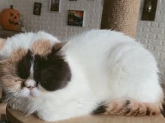-平行世界·猫咖(首经贸店)