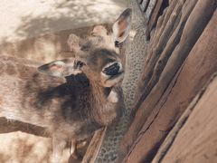 -辛玛王国游乐园