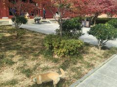 -莆田南少林寺