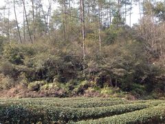 iphone_upload_pic-武夷山风景名胜区-虎啸岩