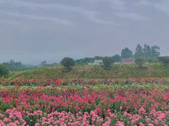 -紫颐香薰山谷景区