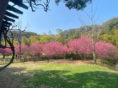 -苏州上方山国家森林公园