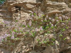 -山西通天峡景区