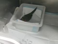 -爱侣宠医·鹦鹉专科·小型哺乳类·异宠专科(灵石路店)