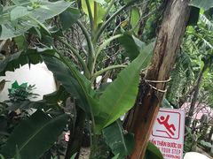 -芽庄中心购物广场