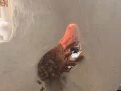 -九鼎轩脆毛肚火锅(徐州苏宁店)