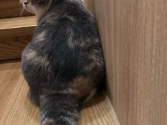 -藦茜花园宠物主题亲子互动体验馆(国顺东路店)