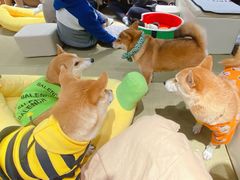 -逗柴咖啡屋·狗咖猫咖宠物桌游