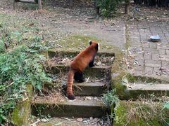 -成都大熊猫繁育研究基地