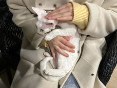 -麒麟缅因猫舍·十五年缅因猫选购中心