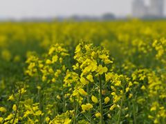 -西山漾湿地公园