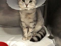 -北京赛佳动物医院