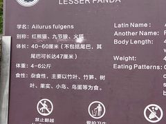 -都江堰中华大熊猫苑