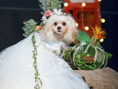 -超宠爱宠物摄影-Super pet