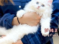 -lincat·猫舍(广州店)