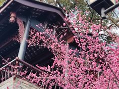 -桂湖森林公园