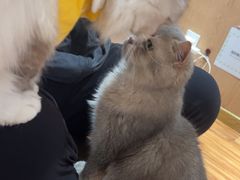 -MOCHA明星猫咖(田子坊店)