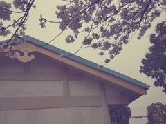 -武汉大学-樱园