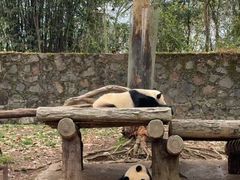 -都江堰中华大熊猫苑