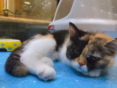 -藏猫猫咖啡主题馆(中央大道店)