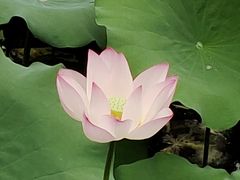 -荔湾湖公园